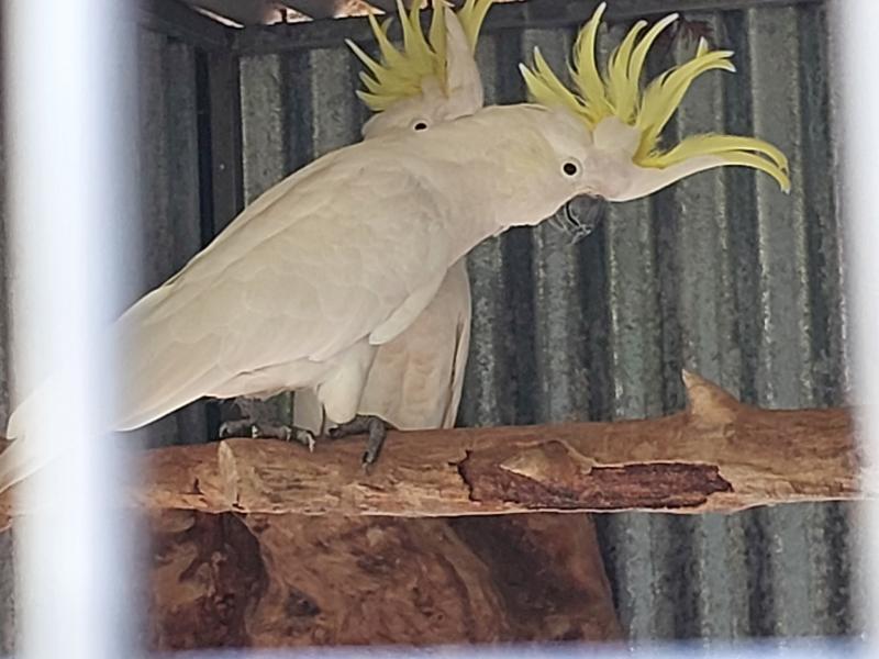 Sulpher crested cockatoo