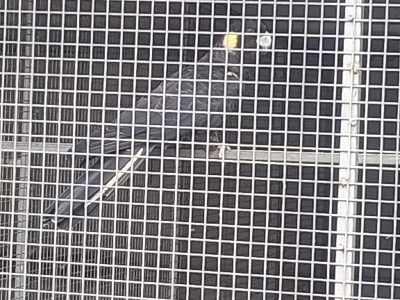 Yellow Tailed intermediate cockatoo