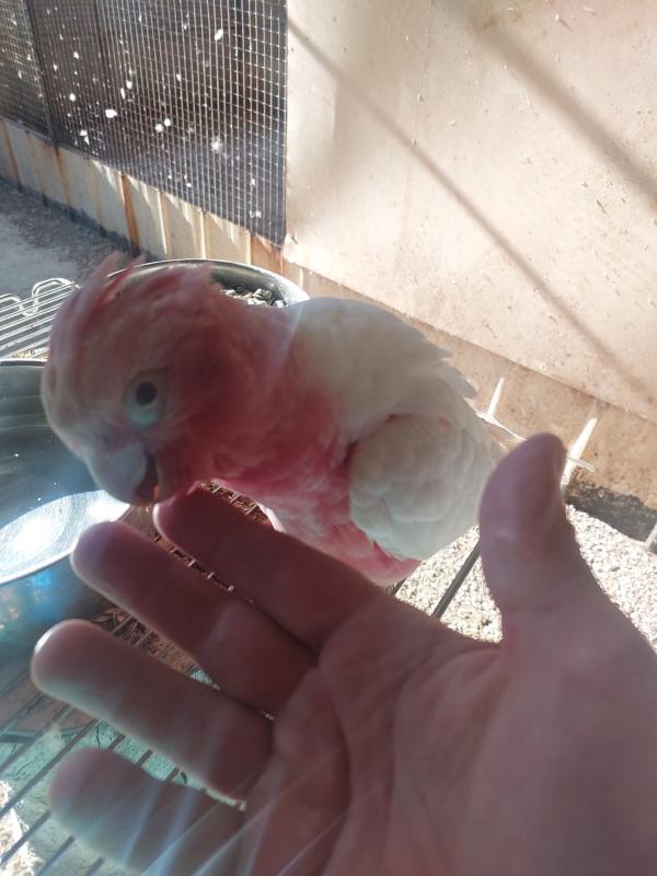 WA Latino Galah