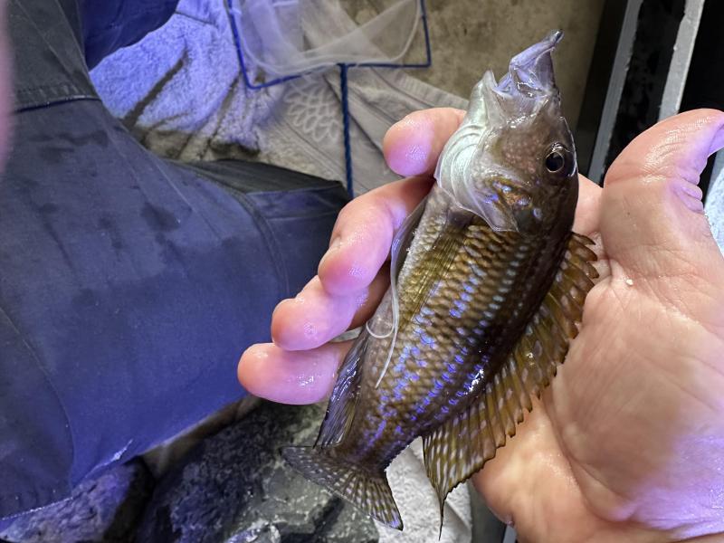 Gnathochromis permaxillaris  lake tanganyika cichlid