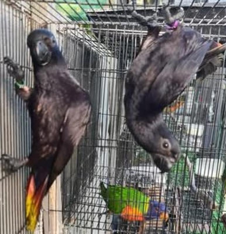 hand reared last season black loris