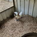 Belgian DUccle pullets cockerls
