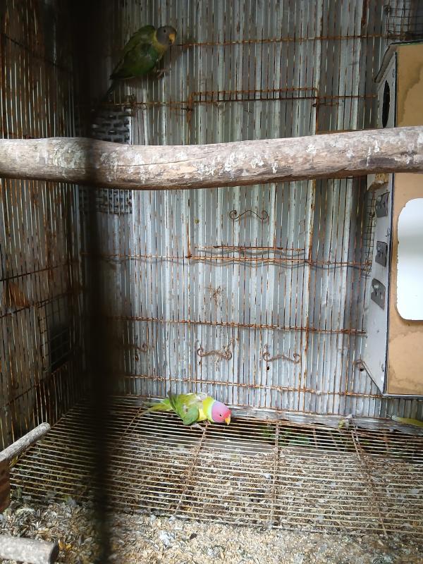 Plumheads breeding pair.