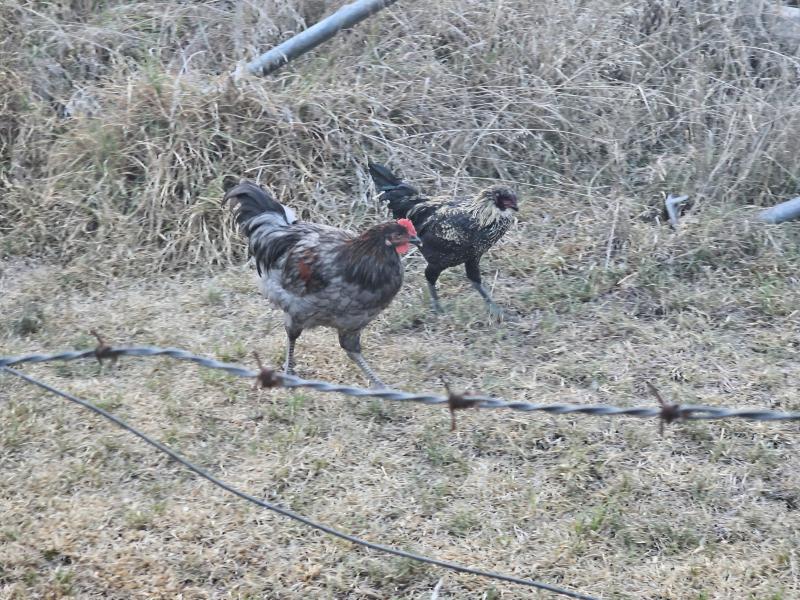 Free Roosters Kootingal NSW
