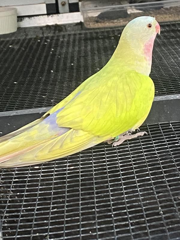 PRINCESS PARROT MUTATIONS