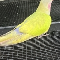 PRINCESS PARROT MUTATIONS