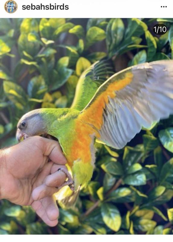 Baby male Senegal Parrots hand raised tame