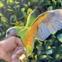 Baby male Senegal Parrots hand raised tame