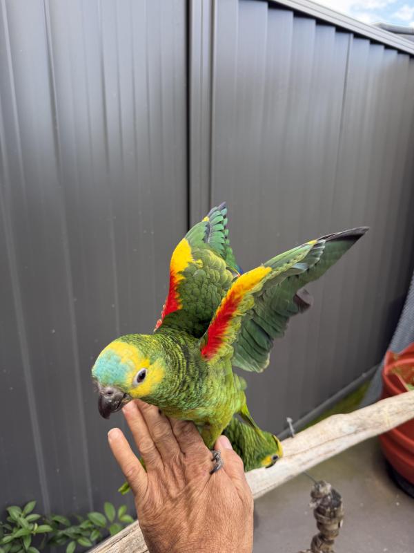 Baby yellow wings blue front Amazon female hand raised tame