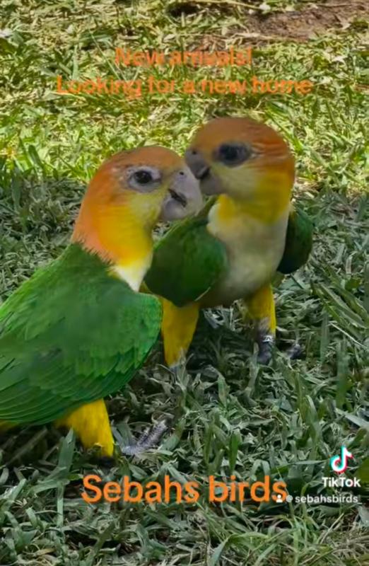 Baby s White belly & black headed quick & sinagal Parrots babies hand raised