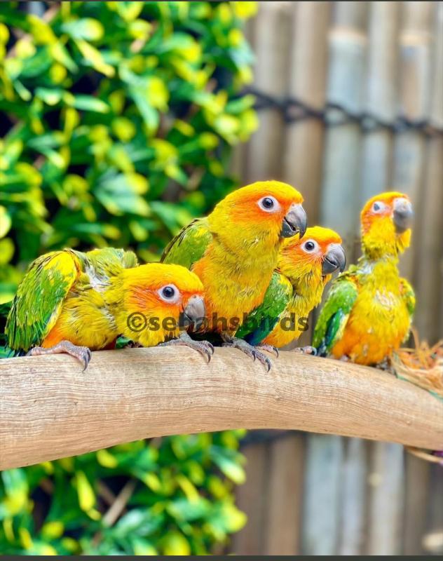 Baby Sun Conures Hand raised tame