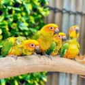 Baby Sun Conures Hand raised tame