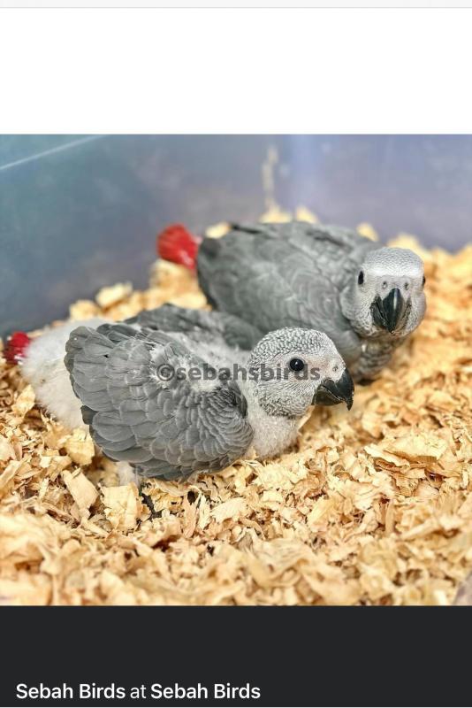 BEST TALKING BIRDS: Baby African Greys 
