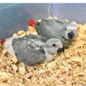 BEST TALKING BIRDS: Baby African Greys 