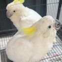 Baby Sulphur-crested Cockatoos  male and female  available 