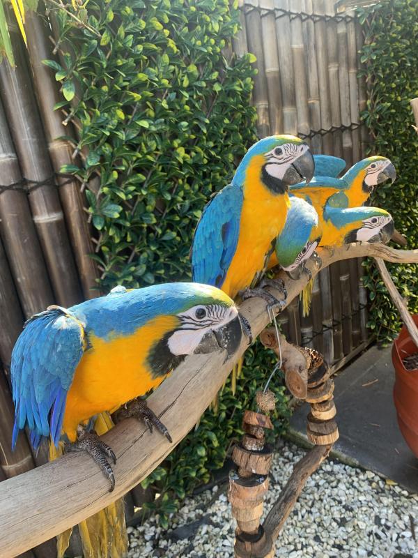 Blue & Gold baby s hand raised very friendly