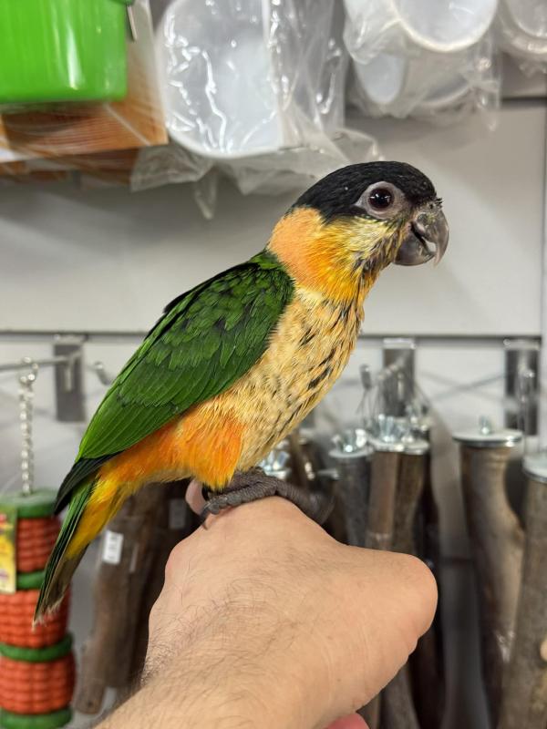 Handraised Black headed caique 1 left !