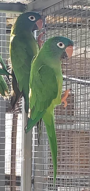 Conures. Fierys, Pearlies, Fallow maroon bellies, Blue crowns