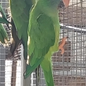 Conures. Fierys, Pearlies, Fallow maroon bellies, Blue crowns