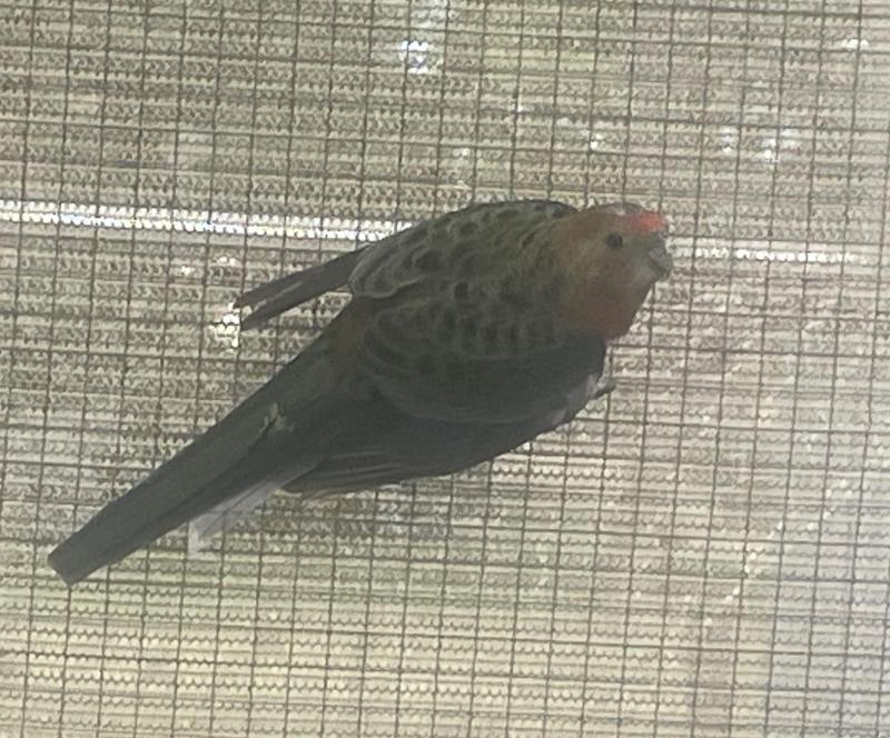 Young Western Rosella's