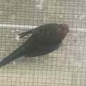 Young Western Rosella's