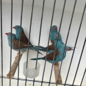 Wanted Blue Cap Cordon Blue Pairs/ Hens Finches