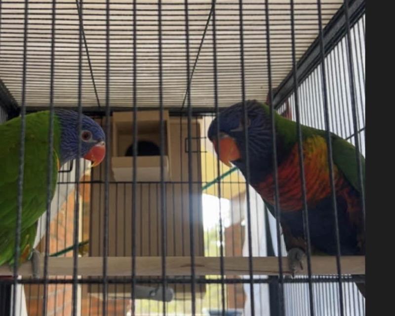 Rainbow lorikeet proven pair