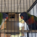Rainbow lorikeet proven pair