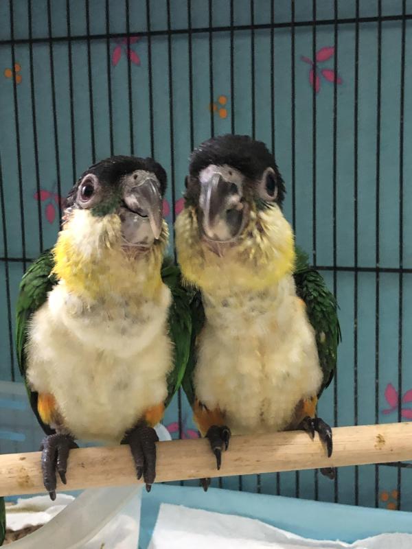 Black Headed Caiques