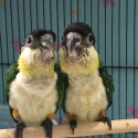 Black Headed Caiques