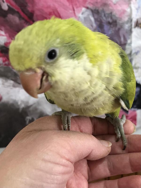 Green Opaline Quaker