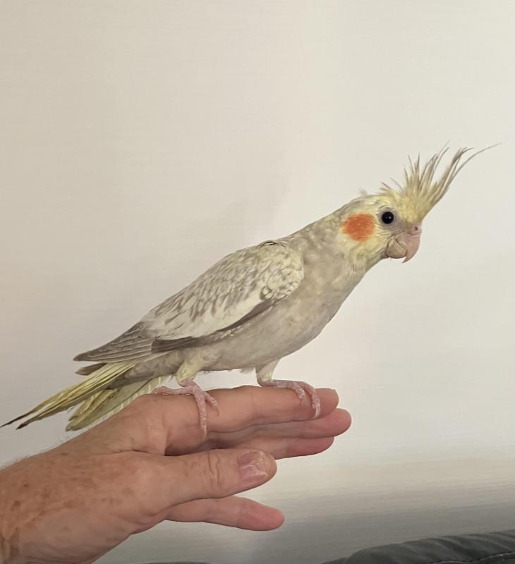 Cockatiel young male
