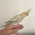 Cockatiel young male