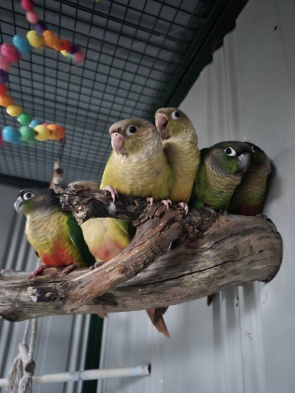 Hand raised conures and more
