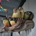 Hand raised conures and more