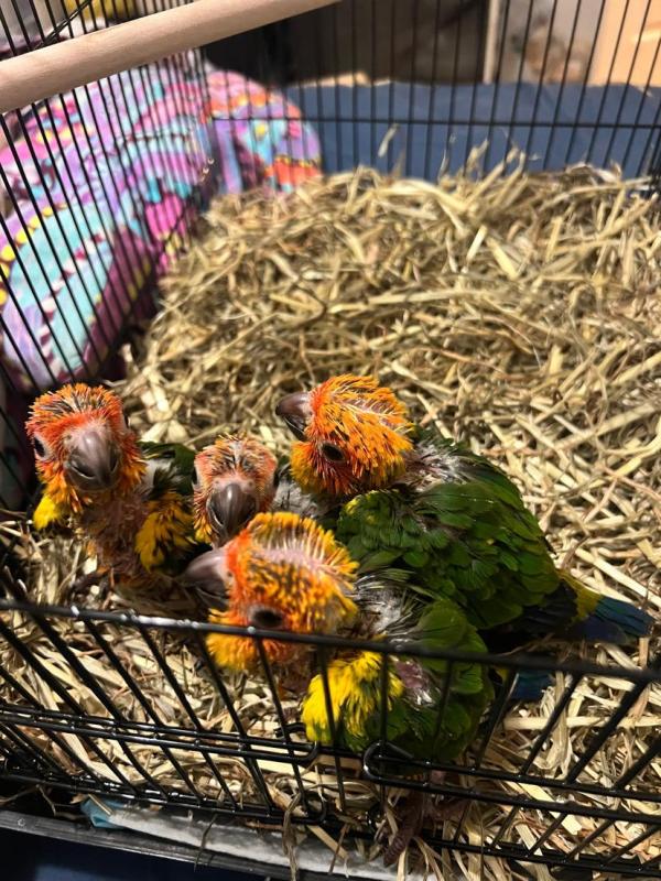 HandRaised Sun Conures