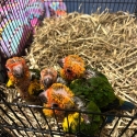 HandRaised Sun Conures