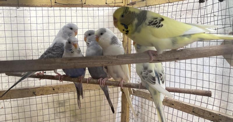 FS: BUDGIES-YOUNG & BREEDERS-