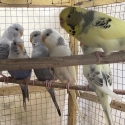 FS: BUDGIES-YOUNG & BREEDERS-