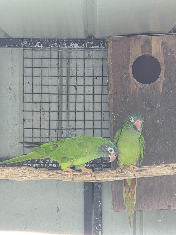 Birds For Sale (Updated)