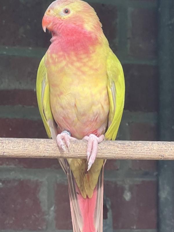 -  PRINCESS  PARROT  MUTATIONS  -