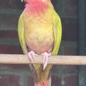 -  PRINCESS  PARROT  MUTATIONS  -