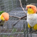 White-bellied Caiques