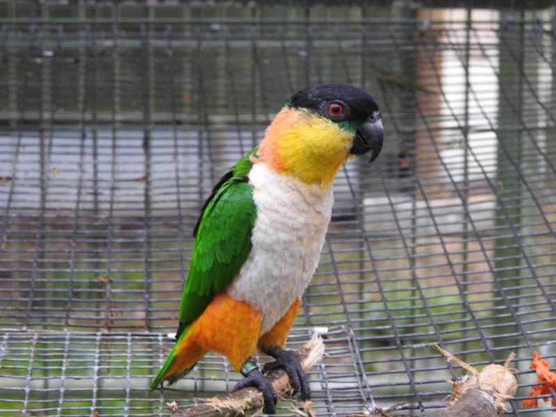 Black-capped Caiques