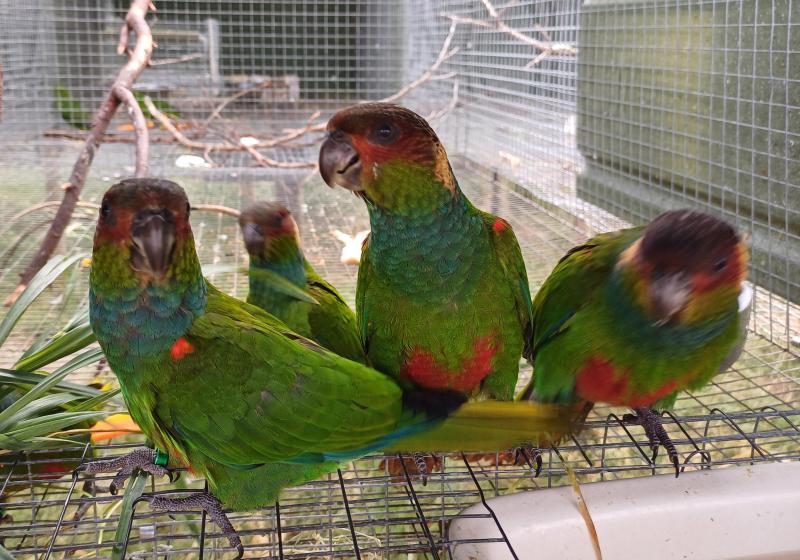 Blue-throated Conures