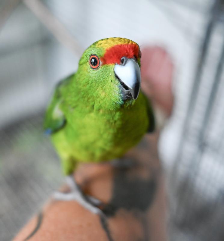 Yellow-crowned Kakariki