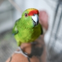 Yellow-crowned Kakariki