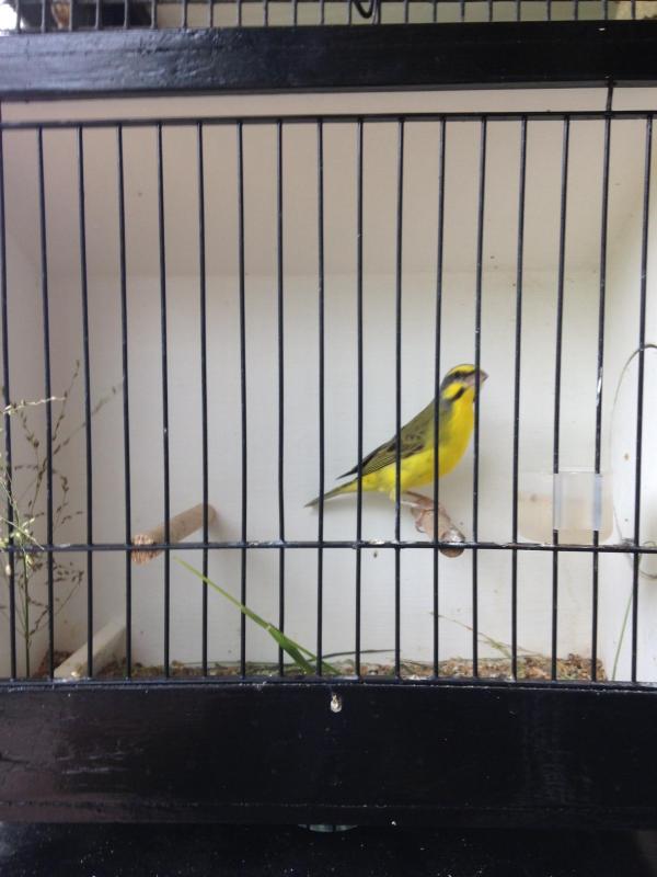 FINCHES FINCHES FINCHES