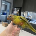 Hand raised mustard lorikeet
