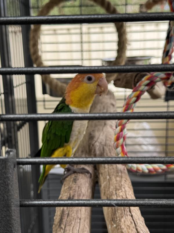 White bellied caiques bonded pair